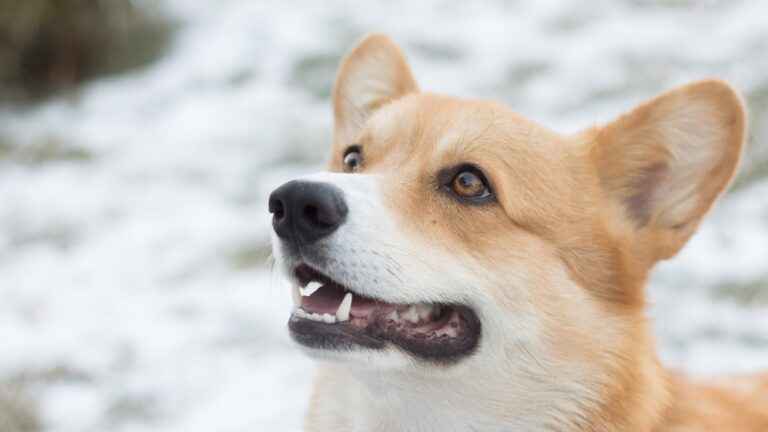 Cuidados Dentários para Animais de Estimação