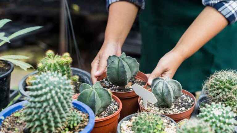 Especialidade de Cactos