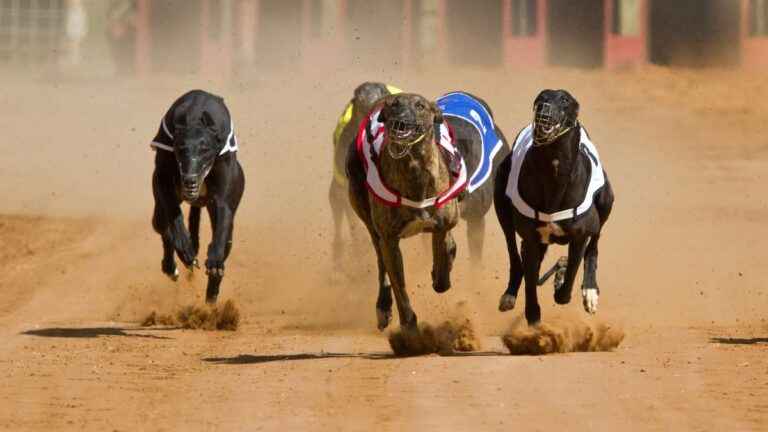 Como apostar em corrida de galgos