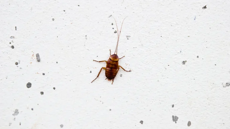 Barata gosta de luz acesa ou apagada
