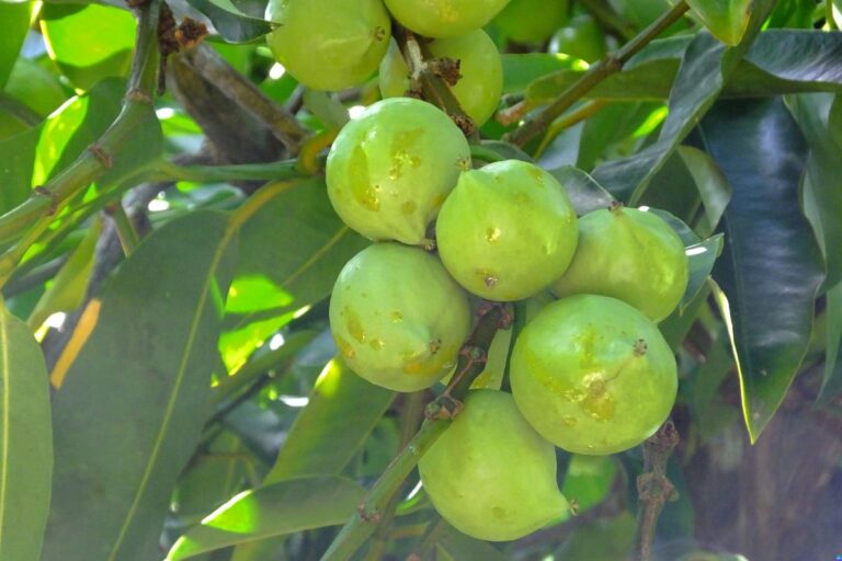 mangostão amarelo