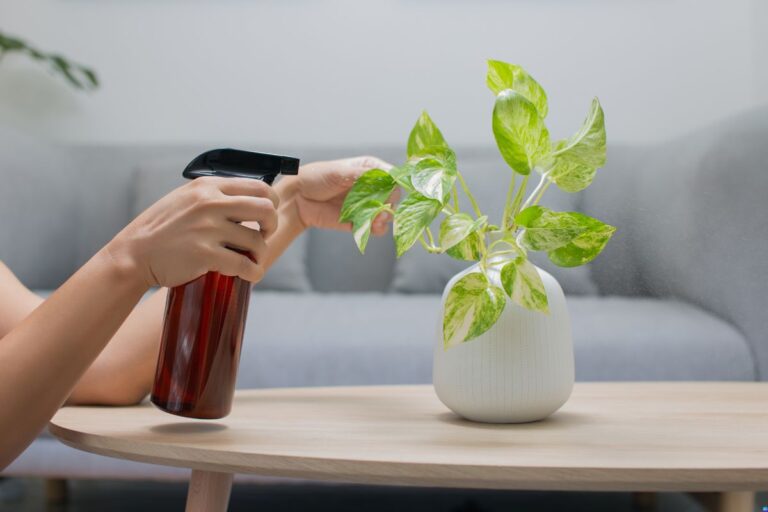 Truque com Sombra e Sol Para Mudar a Cor da Sua Planta Jiboia
