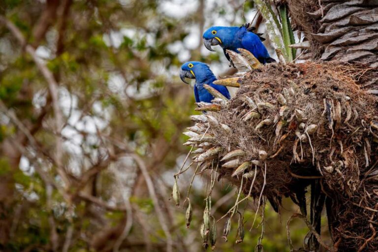 Ingresso Parque das Aves: Tudo o que Você Precisa Saber Antes de Comprar!